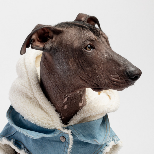 Justin - Denim Hundejakke