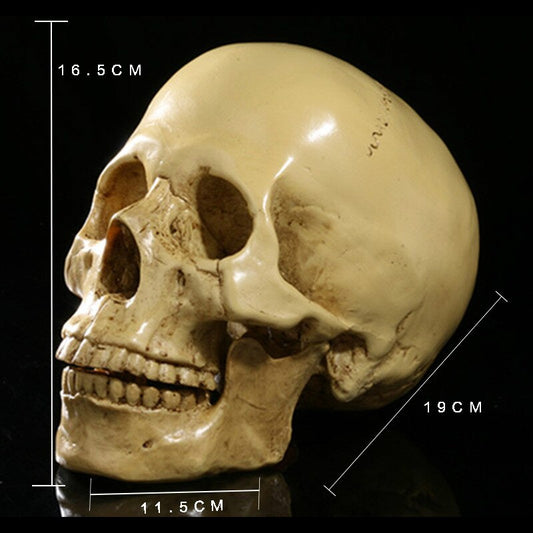 Menneskeskalle skulptur